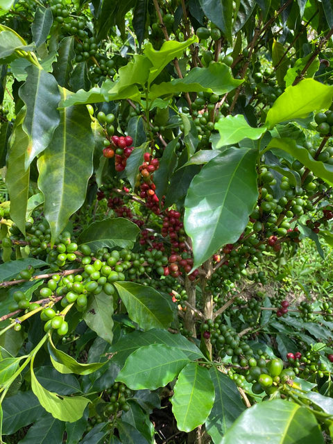 Semi Organic Geisha Coffee