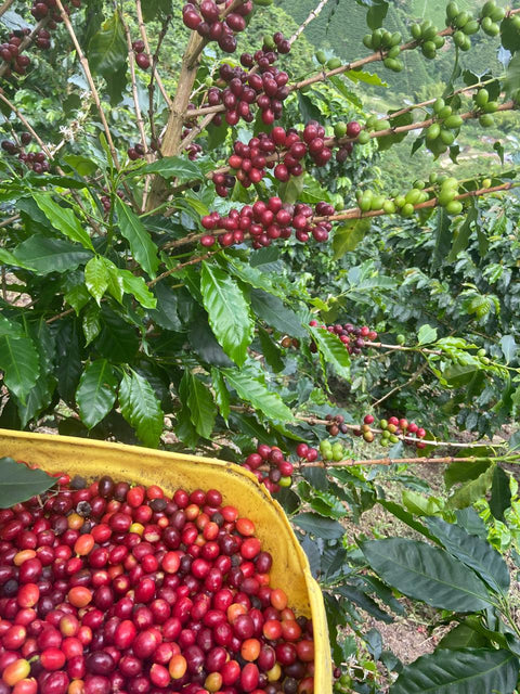 Papayo semi organic coffee