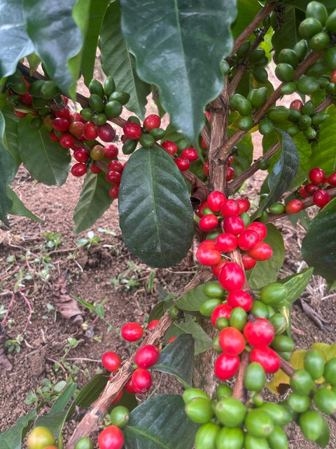 Papayo semi organic coffee