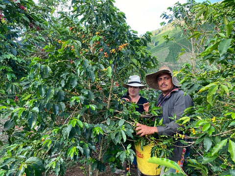 Semi Organic Geisha Coffee