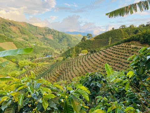 Semi-organic coffee Pink Bourbon