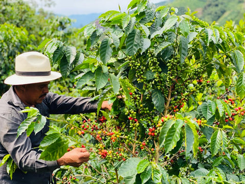 Semi-organic coffee Pink Bourbon